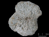 中文名:真蕈珊瑚(NMNS005059-F041235)學名:Fungia fungites (Linnaeus, 1758) (NMNS005059-F041235)