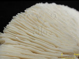 中文名:多刺蕈珊瑚(NMNS005059-F041237)學名:Fungia horrida Dana, 1846 (NMNS005059-F041237)