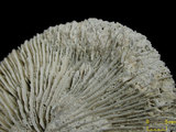 中文名:和諧蕈珊瑚(NMNS005059-F041238)學名:Fungia concinna Verrill, 1864 (NMNS005059-F041238)