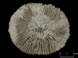中文名:和諧蕈珊瑚(NMNS005059-F041238)學名:Fungia concinna Verrill, 1864 (NMNS005059-F041238)