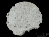 中文名:真蕈珊瑚(NMNS005059-F041241)學名:Fungia fungites (Linnaeus, 1758) (NMNS005059-F041241)