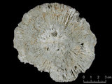 中文名:真蕈珊瑚(NMNS005059-F041241)學名:Fungia fungites (Linnaeus, 1758) (NMNS005059-F041241)