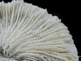中文名:和諧蕈珊瑚(NMNS005059-F041242)學名:Fungia concinna Verrill, 1864 (NMNS005059-F041242)