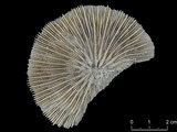 中文名:和諧蕈珊瑚(NMNS005059-F041242)學名:Fungia concinna Verrill, 1864 (NMNS005059-F041242)
