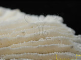 中文名:多刺蕈珊瑚(NMNS005059-F041243)學名:Fungia horrida Dana, 1846 (NMNS005059-F041243)