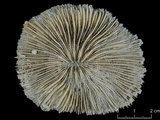 中文名:多刺蕈珊瑚(NMNS005059-F041243)學名:Fungia horrida Dana, 1846 (NMNS005059-F041243)