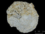 中文名:真蕈珊瑚(NMNS005059-F041244)學名:Fungia fungites (Linnaeus, 1758) (NMNS005059-F041244)