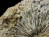 中文名:真蕈珊瑚(NMNS005059-F041244)學名:Fungia fungites (Linnaeus, 1758) (NMNS005059-F041244)