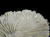 中文名:盤形蕈珊瑚(NMNS005059-F041245)學名:Fungia repanda Dana, 1846 (NMNS005059-F041245)