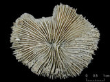 中文名:盤形蕈珊瑚(NMNS005059-F041245)學名:Fungia repanda Dana, 1846 (NMNS005059-F041245)