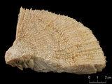 中文名:多刺蕈珊瑚(NMNS005224-F042337)學名:Fungia horrida Dana, 1846 (NMNS005224-F042337)