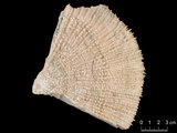 中文名:多刺蕈珊瑚(NMNS005224-F042337)學名:Fungia horrida Dana, 1846 (NMNS005224-F042337)