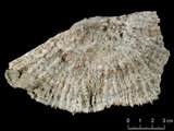中文名:多刺蕈珊瑚(NMNS005224-F042339)學名:Fungia horrida Dana, 1846 (NMNS005224-F042339)
