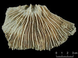 中文名:多刺蕈珊瑚(NMNS005224-F042339)學名:Fungia horrida Dana, 1846 (NMNS005224-F042339)
