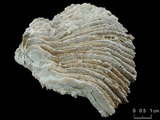 中文名:多刺蕈珊瑚(NMNS005224-F042340)學名:Fungia horrida Dana, 1846 (NMNS005224-F042340)