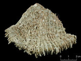 中文名:多刺蕈珊瑚(NMNS005224-F042340)學名:Fungia horrida Dana, 1846 (NMNS005224-F042340)