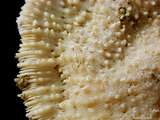 中文名:多刺蕈珊瑚(NMNS0052...