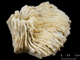 中文名:多刺蕈珊瑚(NMNS005224-F042341)學名:Fungia horrida Dana, 1846 (NMNS005224-F042341)