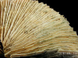 中文名:盤形蕈珊瑚(NMNS005224-F042342)學名:Fungia repanda Dana, 1846 (NMNS005224-F042342)