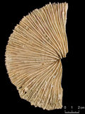 中文名:盤形蕈珊瑚(NMNS005224-F042342)學名:Fungia repanda Dana, 1846 (NMNS005224-F042342)