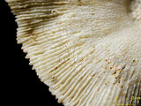 中文名:碓形蕈珊瑚(NMNS005224-F042352)學名:Fungia scruposa Klunzinger, 1879 (NMNS005224-F042352)