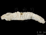中文名:多刺蕈珊瑚(NMNS005224-F042353)學名:Fungia horrida Dana, 1846 (NMNS005224-F042353)