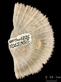 中文名:多刺蕈珊瑚(NMNS005224-F042353)學名:Fungia horrida Dana, 1846 (NMNS005224-F042353)