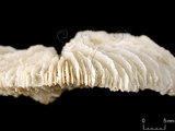 中文名:多刺蕈珊瑚(NMNS005224-F042356)學名:Fungia horrida Dana, 1846 (NMNS005224-F042356)