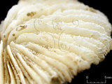 中文名:多刺蕈珊瑚(NMNS005224-F042356)學名:Fungia horrida Dana, 1846 (NMNS005224-F042356)