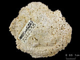 中文名:碓形蕈珊瑚(暫定)(NMNS005224-F042358)學名:Fungia scruposa Klunzinger, 1879 (?)(NMNS005224-F042358)