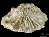 中文名:碓形蕈珊瑚(暫定)(NMNS005224-F042358)學名:Fungia scruposa Klunzinger, 1879 (?)(NMNS005224-F042358)