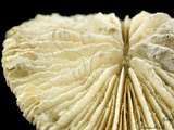 中文名:盤形蕈珊瑚(NMNS005224-F042359)學名:Fungia repanda Dana, 1846 (NMNS005224-F042359)