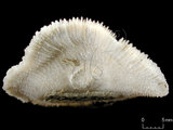 中文名:多刺蕈珊瑚(NMNS005224-F042360)學名:Fungia horrida Dana, 1846 (NMNS005224-F042360)