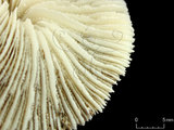 中文名:多刺蕈珊瑚(NMNS005224-F042360)學名:Fungia horrida Dana, 1846 (NMNS005224-F042360)