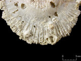中文名:真蕈珊瑚(NMNS005224-F042362)學名:Fungia fungites (Linnaeus, 1758) (NMNS005224-F042362)