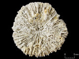 中文名:真蕈珊瑚(NMNS005224-F042362)學名:Fungia fungites (Linnaeus, 1758) (NMNS005224-F042362)