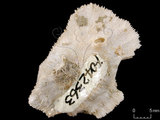 中文名:真蕈珊瑚(NMNS005224-F042363)學名:Fungia fungites (Linnaeus, 1758) (NMNS005224-F042363)