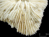 中文名:脆弱蕈珊瑚(NMNS005224-F042364)學名:Fungia fragilis (Alcock, 1893) (NMNS005224-F042364)