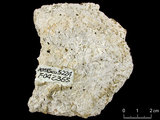 中文名:碓形蕈珊瑚(NMNS005224-F042365)學名:Fungia scruposa Klunzinger, 1879 (NMNS005224-F042365)