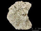 中文名:碓形蕈珊瑚(NMNS005224-F042365)學名:Fungia scruposa Klunzinger, 1879 (NMNS005224-F042365)