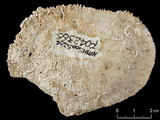 中文名:盤形蕈珊瑚(NMNS005224-F042366)學名:Fungia repanda Dana, 1846 (NMNS005224-F042366)