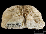 中文名:笏形蕈珊瑚(NMNS005224-F042367)學名:Fungia paumotensis Stutchbury, 1833 (NMNS005224-F042367)
