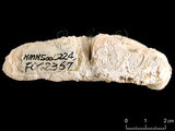 中文名:笏形蕈珊瑚(NMNS005224-F042367)學名:Fungia paumotensis Stutchbury, 1833 (NMNS005224-F042367)