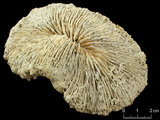 中文名:沉重蕈珊瑚(NMNS005224-F042368)學名:Fungia gravis Nemenzo, 1955 (NMNS005224-F042368)