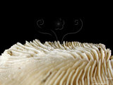 中文名:笏形蕈珊瑚(NMNS005224-F042371)學名:Fungia paumotensis Stutchbury, 1833 (NMNS005224-F042371)