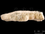 中文名:笏形蕈珊瑚(NMNS005224-F042371)學名:Fungia paumotensis Stutchbury, 1833 (NMNS005224-F042371)