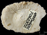 中文名:脆弱蕈珊瑚(NMNS005224-F042372)學名:Fungia fragilis (Alcock, 1893) (NMNS005224-F042372)