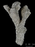 中文名:美麗軸孔珊瑚(NMNS005059-F041201)學名:Acropora muricata (Linnaeus, 1758) (NMNS005059-F041201)