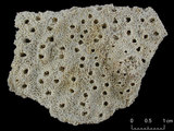 中文名:板葉星孔珊瑚(NMNS005224-F042243)學名:Astreopora expansa Brüggemann, 1877 (NMNS005224-F042243)