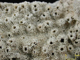 中文名:蘭德爾星孔珊瑚(NMNS005224-F042244)學名:Astreopora randalli Lamberts, 1980 (NMNS005224-F042244)